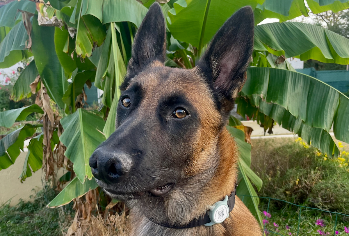 Pauline, fondatrice d’AURIA PETS