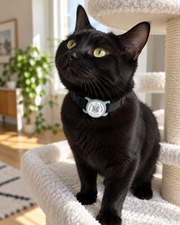 Chat noir portant une médaille connectée verte sauge glisser sur son collier noir