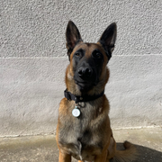 Chien portant une médaille connectée qr code nfc AURIA Pets suspendue à son collier