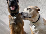 Médaille connectée ronde pour chien & chat à suspendre - QR Code + NFC