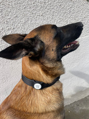 Chien de berger belge malinois portant une médaille connectée silicone noire qr code nfc AURIA Pets sur son collier