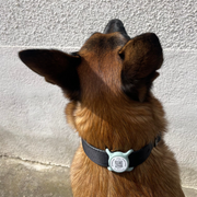 médaille connectée qr code nfc verte sauge AURIA Pets glisser sur un collier de 30mm