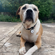 Chien American staff portant une médaille connectée NFC qr code AURIA PETS
