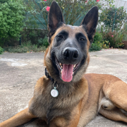 Chien de berger belge malinois portant une médaille connectée qr code nfc AURIA Pets suspendue à son collier