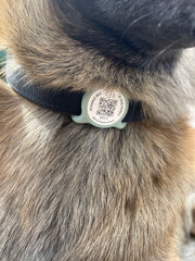 médaille connectée qr code nfc verte sauge AURIA Pets grande taille glisser sur un collier de 30mm