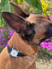 Médaille connectée qr code nfc AURIA Pets verte sauge installée sur le collier d’un chien